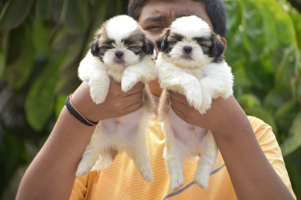 Shih tzu  puppy in Mumbai